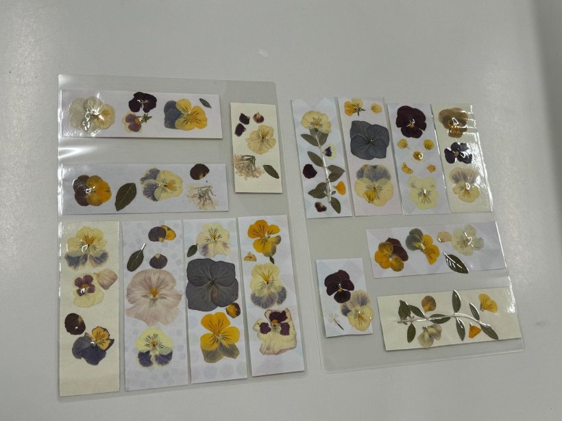 ラミネートした押し花